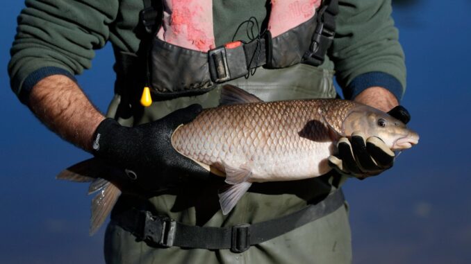 Imagen de archivo de pesca de carpas en el embalse de Belver, en Portugal. EFE/ J.J. Guilén
