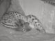 La hembra Sardina ha inaugurado esta semana la temporada de partos de 2024 en los centros de cría en cautividad del lince ibérico con una camada de tres cachorros en el de El Acebuche, ubicado en el Parque Nacional de Doñana, en Almonte (Huelva), de los que sólo ha sobrevivido uno. Imagen facilitada por el Organismo Autónomo de Parques Nacionales. EFE