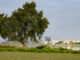 Vista de archivo de las marismas junto a la aldea de El Rocío en el Parque Nacional de Doñana. EFE/ Raúl Caro