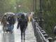 Peatones caminan bajo la lluvia en Sevilla, este domingo. Andalucía ha puesto este domingo punto y final a una Semana Santa pasada por agua que, si bien ha sido de las peores que se recuerdan para los cofrades, se ha tornado de las más beneficiosas para el campo, ayudando a paliar una situación de sequía preocupante. Este Domingo de Resurrección ha vuelto a ser una jornada en blanco para esa Andalucía cofrade que durante siete días ha mirado al cielo con desesperanza y ha asumido con resignación que la lluvia, más que necesaria, ha dado al traste con las ilusiones de todo un año de espera. EFE/ David Arjona