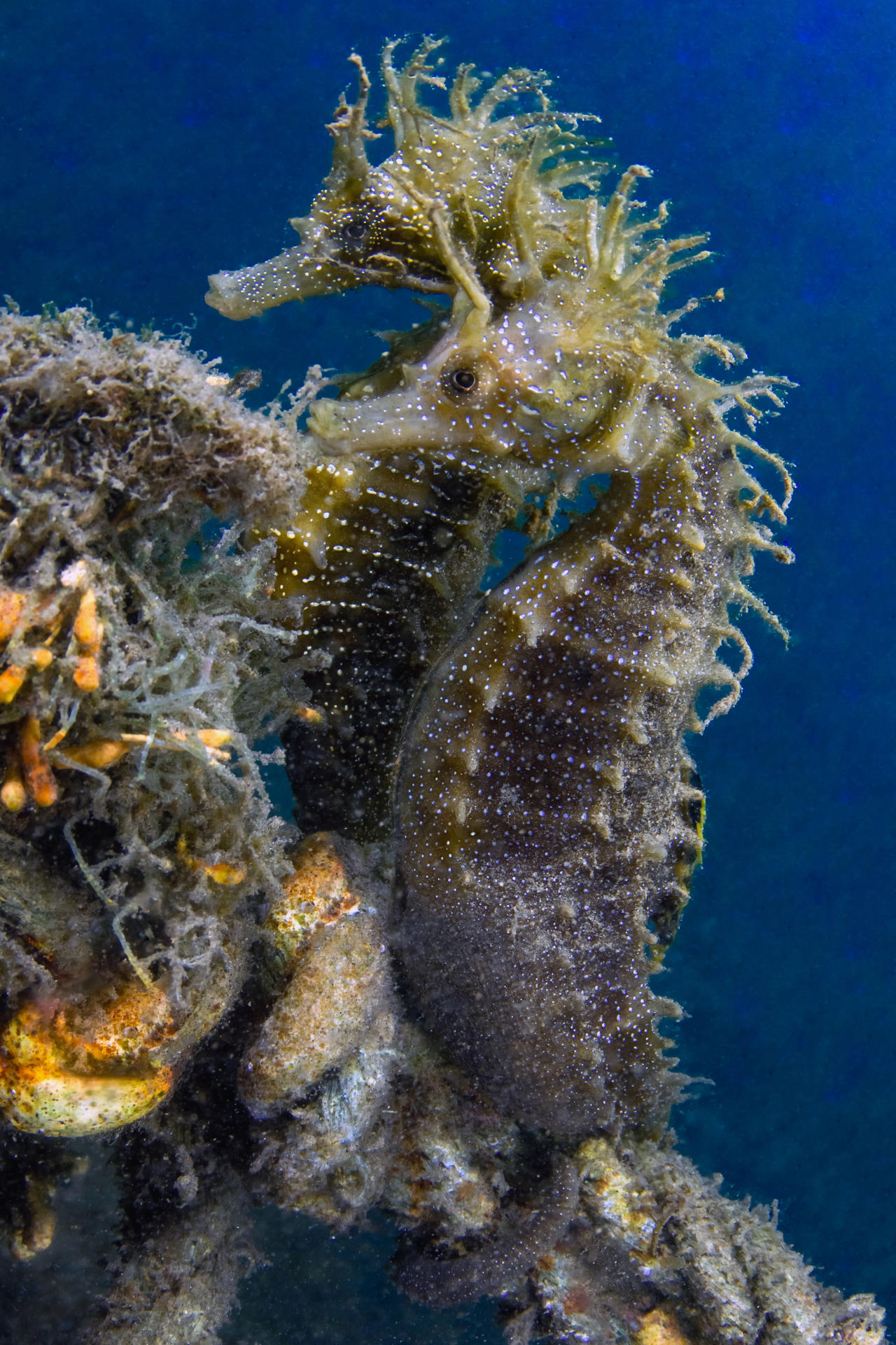 Desde la Bahía de Algeciras hasta las costas de Málaga y Granada, el hallazgo de siete nuevas colonias de caballitos de mar ha venido a dar esperanza de conservación a una especie en peligro de desaparición. EFE/OCEÁNIDAS 
//SOLO USO EDITORIAL/SOLO DISPONIBLE PARA ILUSTRAR LA NOTICIA QUE ACOMPAÑA (CRÉDITO OBLIGATORIO)//
