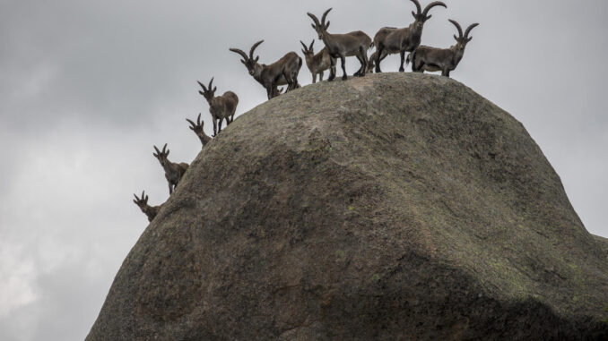 Fotografía tomada el 17 de mayo de 2020 de un grupo de cabras montés en La Pedriza. EFE/Santi Burgos. 
-SOLO USO EDITORIAL/SOLO DISPONIBLE PARA ILUSTRAR LA NOTICIA QUE ACOMPAÑA (CRÉDITO OBLIGATORIO)-
