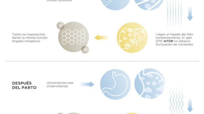 Investigadores españoles y de Estados Unidos han comprobado como la alimentación oral activa tras el parto un gen que actúa como "GPS" y distribuye el trabajo de las células del hígado. Imagen cedida por el CNIO.
