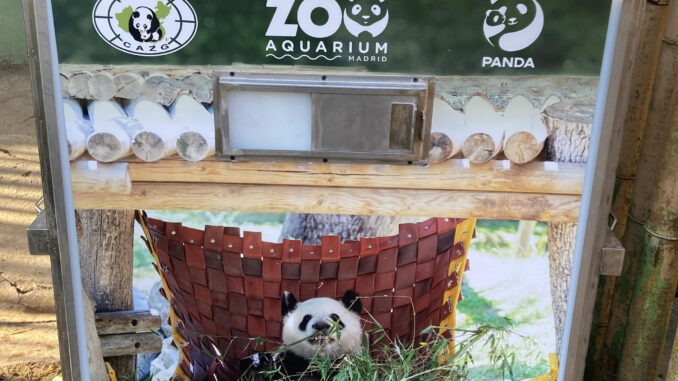 Una de las cajas en las que se transporto a la familia de osos panda de Zoo Aquarium de Madrid a la Base de Cría del Panda Gigante de Chengdu este jueves 29 de febrero. EFE/Zoo Acuario de Madrid 
*SOLO USO EDITORIAL/SOLO DISPONIBLE PARA ILUSTRAR LA NOTICIA QUE ACOMPAÑA (CRÉDITO OBLIGATORIO)*
