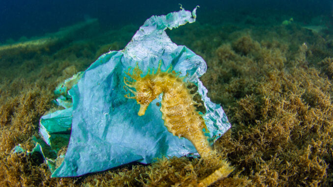 Un caballito de mar junto a una bolsa de plástico, una de tantas con las que conviven. EFE/OCEÁNIDAS 
//SOLO USO EDITORIAL/SOLO DISPONIBLE PARA ILUSTRAR LA NOTICIA QUE ACOMPAÑA (CRÉDITO OBLIGATORIO)//
