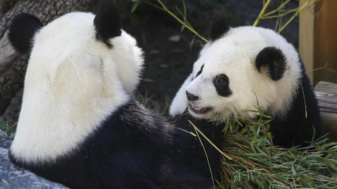 Imagen de archivo de dos osos panda en el Zoo Aquarium de Madrid. EFE/ David Fernández
