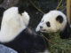 Imagen de archivo de dos osos panda en el Zoo Aquarium de Madrid. EFE/ David Fernández