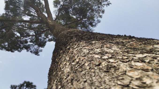 Fotografía de archivo de un olivo en ell parque del Retiro de Madrid. EFE/Pepi Cardenete
