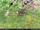 Soberano y Teja, una joven pareja de linces, han escogido un extraño sitio para asentarse,  una dehesa, un lugar que suele ofrecer poco refugio, poco alimento y demasiados vecinos, un territorio muy poco frecuentado por sus congéneres. Una elección, sin embargo, que se explica por el cuidadoso trabajo de gestión forestal y biológica de los responsables de este singular emplazamiento, una  finca pública en el parque natural de Sierra de Cardeña y Montoro (Córdoba), rodeada de dehesas llenas de ganado y con una fuerte presencia humana. En la imagen, fototrampeo de los linces. EFE/Parque Natural Sierra de Cardeña y Montoro/ LIFE LYNXCONNECT -SOLO USO EDITORIAL/SOLO DISPONIBLE PARA ILUSTRAR LA NOTICIA QUE ACOMPAÑA (CRÉDITO OBLIGATORIO)