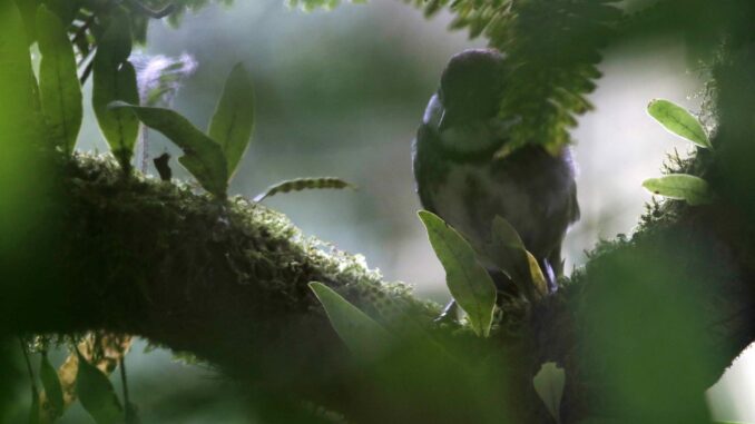 Fotografía de archivo de un pájaro oculto entre las ramas de un árbol. EFE/Jeffrey Arguedas
