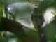 Fotografía de archivo de un pájaro oculto entre las ramas de un árbol. EFE/Jeffrey Arguedas