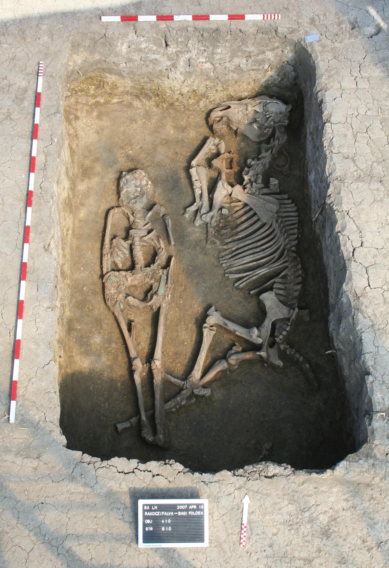 Enterramiento con un caballo en el yacimiento de Rákóczifalva, Hungría (siglo VIII d.C.). Este individuo masculino, fallecido a una edad temprana, pertenece a la 2ª generación del pedigrí 4, y era uno de los hijos del fundador de esta unidad de parentesco. Crédito: Instituto de Ciencias Arqueológicas, Eötvös Loránd University Múzeum, Budapest (Hungría)
