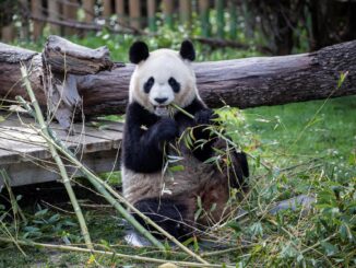 Fotografía de archivo de la osa Chulina en el recinto de los osos panda del Zoo de Madrid. EFE/Rodrigo Jiménez