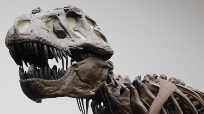 Fotografía de una réplica de un esqueleto de un Tyrannosaurus rex en el Museo Senckenberg de Frankfurt, Alemania. Este dinosaurio vivió al final del Cretácico (hace aproximadamente 66 millones de años) exclusivamente en América del Norte occidental. Imagen: Kai R. Caspar (Universidad de Dusseldorf)
