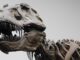 Fotografía de una réplica de un esqueleto de un Tyrannosaurus rex en el Museo Senckenberg de Frankfurt, Alemania. Este dinosaurio vivió al final del Cretácico (hace aproximadamente 66 millones de años) exclusivamente en América del Norte occidental. Imagen: Kai R. Caspar (Universidad de Dusseldorf)
