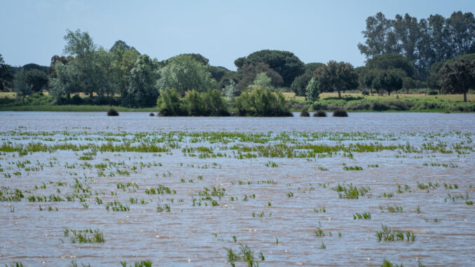 Vista de las marismas de la aldea almonteña de El Rocío (Huelva) junto al Parque Nacional de Doñana, en una imagen  de archivo. EFE/ Julián Pérez
