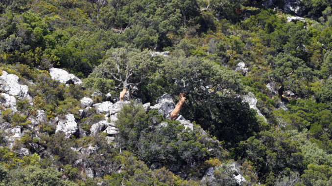 Parque Natural de Los Alcornocales, en Cádiz, en una fotografía de archivo. EFE/J. J. Guillén
