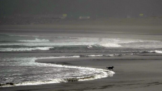 Un perro corre por la orilla en la playa de Salinas (Asturias), en una imagen de archivo. EFE/ Paco Paredes
