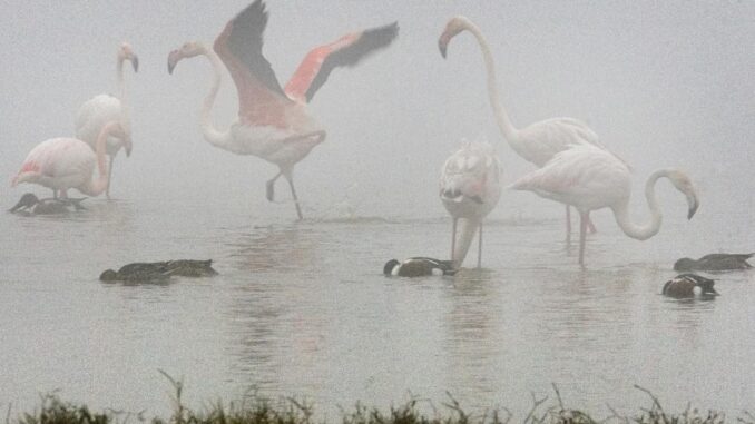 Flamencos y anades buscan alimento entre la niebla en una de las lagunas del Parque Nacional de Doñana, lugar elegido por numerosas aves migratorias para pasar el invierno. Archivo EFE/Jose Manuel Vidal
