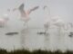 Flamencos y anades buscan alimento entre la niebla en una de las lagunas del Parque Nacional de Doñana, lugar elegido por numerosas aves migratorias para pasar el invierno. Archivo EFE/Jose Manuel Vidal