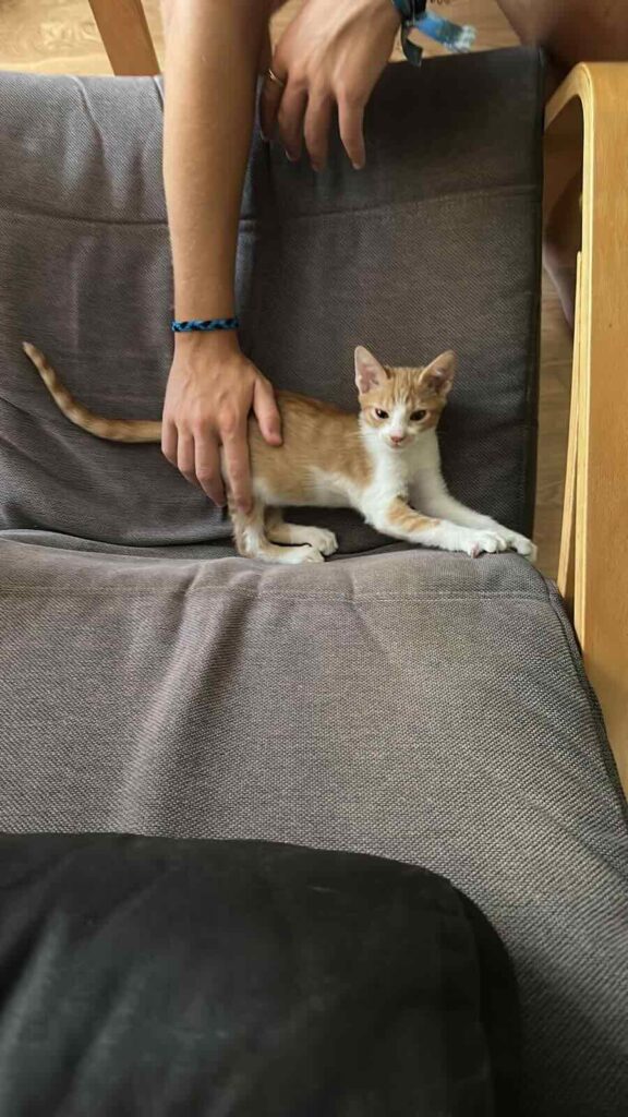 Mundo animal #16: Presentamos a Orión: El gato aventurero y juguetón