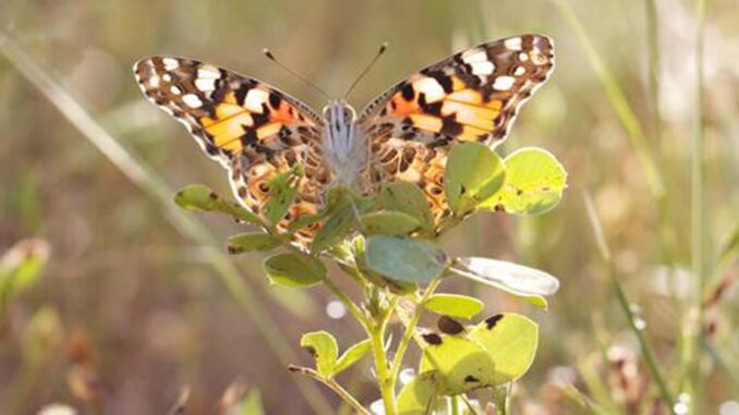 Una mariposa "cardera" a punto de emprender el vuelo. Imagen:Roger Vila/Cedida por el Consejo Superior de Investigaciones Científicas
