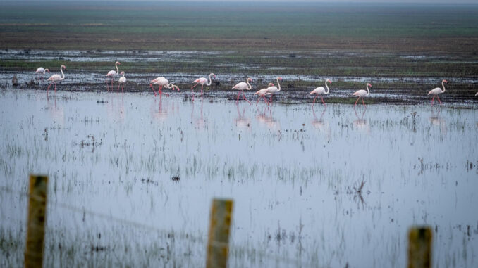 Fotografía de archivo de laguna de Doñana. EFE/ Julián Pérez
