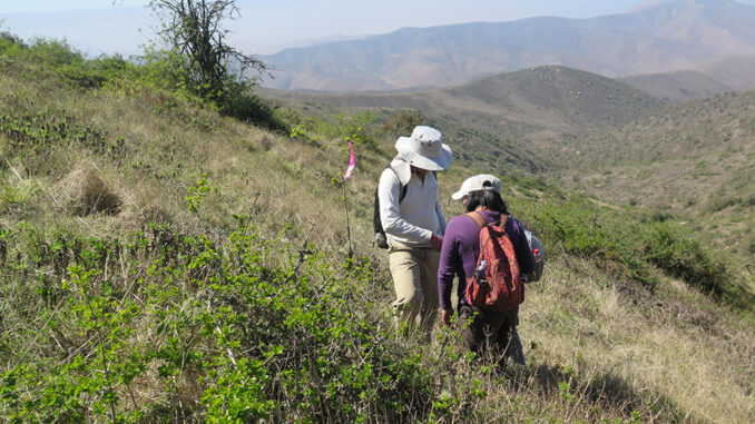 Investigadores de universidades españolas y peruanas han planteado nuevas maneras de recuperar los bosques tropicales secos de zonas andinas, que constituyen uno de los ecosistemas más amenazados a nivel mundial. Imagen de Lomas de Atiquipa. Foto: Juan Antonio Delgado Sáez-Cedida por la Universidad Complutense de Madrid
