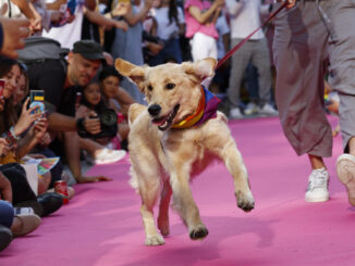 Un momento del evento "Plumas y Patitas", para promover la adopción de mascotas y la lucha contra el maltrato animal, este domingo en Madrid. EFE/ Chema Moya