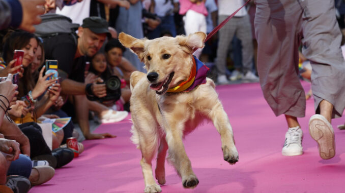 Un momento del evento "Plumas y Patitas", para promover la adopción de mascotas y la lucha contra el maltrato animal, este domingo en Madrid. EFE/ Chema Moya
