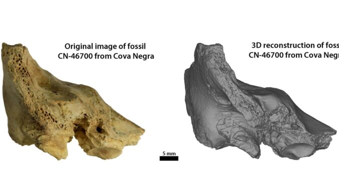 Hueso temporal fósil original y reconstrucción 3D del fósil CN-46700 de Cova Negra en vista anterior. Fotografía facilitada por Julia Díez-Valero. EFE
