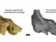 Hueso temporal fósil original y reconstrucción 3D del fósil CN-46700 de Cova Negra en vista anterior. Fotografía facilitada por Julia Díez-Valero. EFE