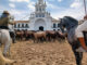 Paso de los equinos por el Santuario de la Virgen del Rocío, en la aldea almonteña de El Rocío, en su camino hasta llegar al pueblo de Almonte (Huelva) que celebra este miércoles una de sus tradiciones más ancestrales, la 'Saca de las Yeguas', en la que los llamados 'yegüerizos' sacan de la marisma de Doñana a unos 1.600 equinos -entre yeguas y potros- que viven en ella en estado semisalvaje. EFE/Juan Chicano