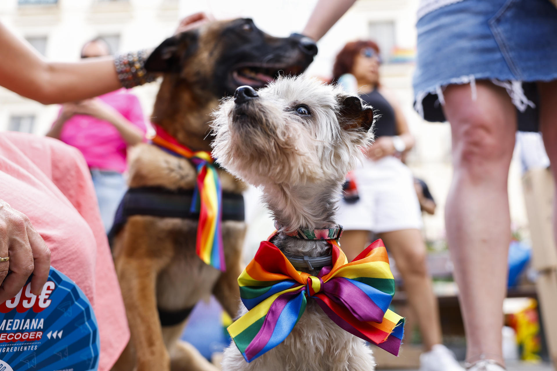 Un momento del evento "Plumas y Patitas", para promover la adopción de mascotas y la lucha contra el maltrato animal, este domingo en Madrid. EFE/ Chema Moya
