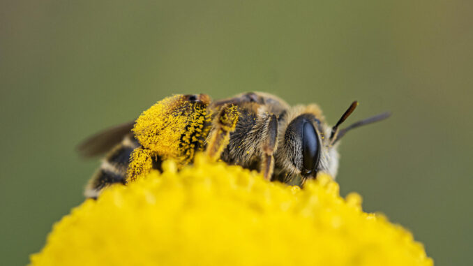 Una abeja liba sobre una botonera (Santolina rosmarinifolia) transportando centenares de granos de polen de una flor a otra en Madrid, en una imagen de archivo. EFE/ Annaïs Pascual
