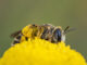 Una abeja liba sobre una botonera (Santolina rosmarinifolia) transportando centenares de granos de polen de una flor a otra en Madrid, en una imagen de archivo. EFE/ Annaïs Pascual