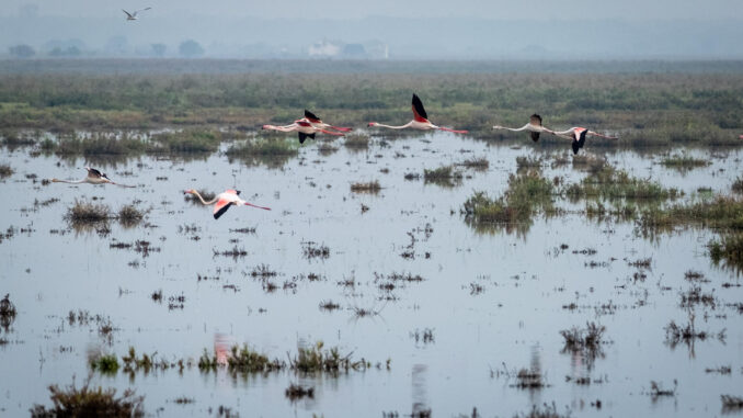 Fotografía de archivo de las lagunas de Doñana. EFE/ Julián Pérez
