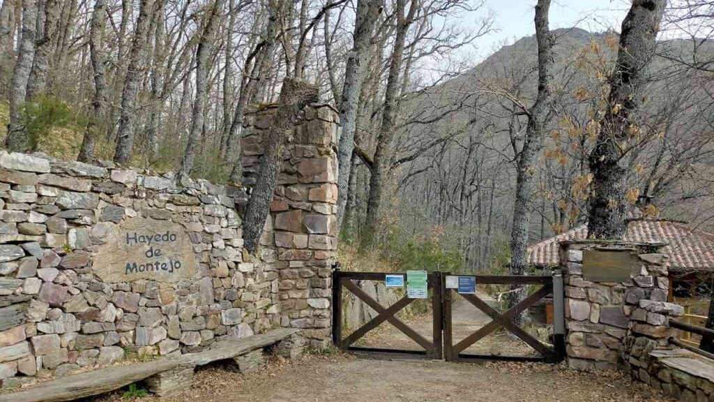 Descubre el Hayedo de Montejo: Tesoro natural y Patrimonio de la Humanidad en Madrid