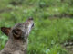 Un lobo Ibérico, en una fotografía de archivo. EFE/ J.L.Cereijido