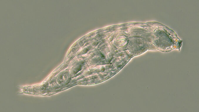 Rotífero que ha sobrevivido a una infección que puso en peligro su vida y que mide aproximadamente un cuarto de milímetro de largo y pertenece a la especie 'Adineta ricciae'. Fotografía facilitada por C.G. Wilson 2019. EFE
