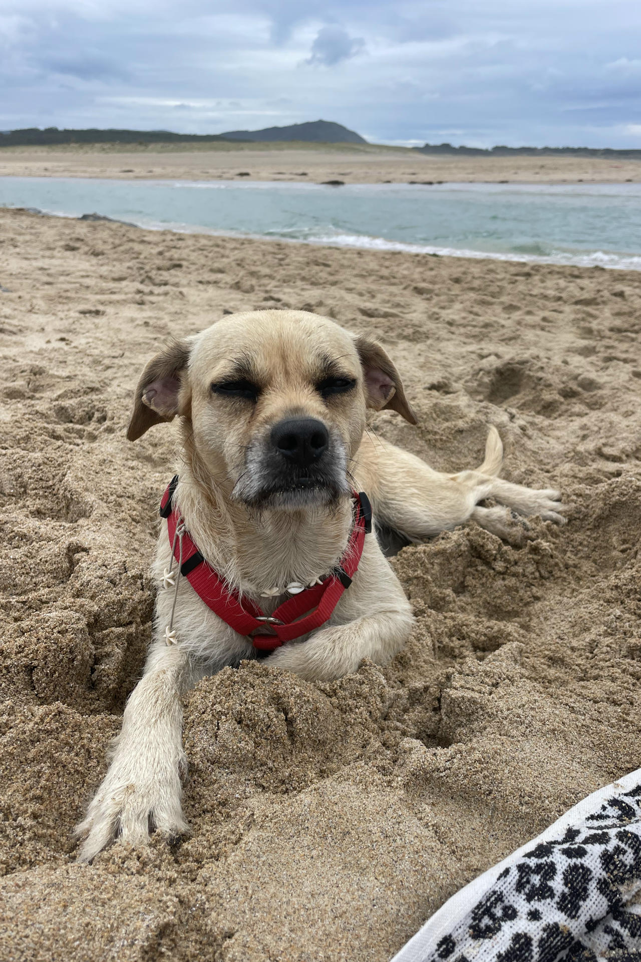 Un perro descansa en la playa del Pantín. EFE/Claudia Maturana
