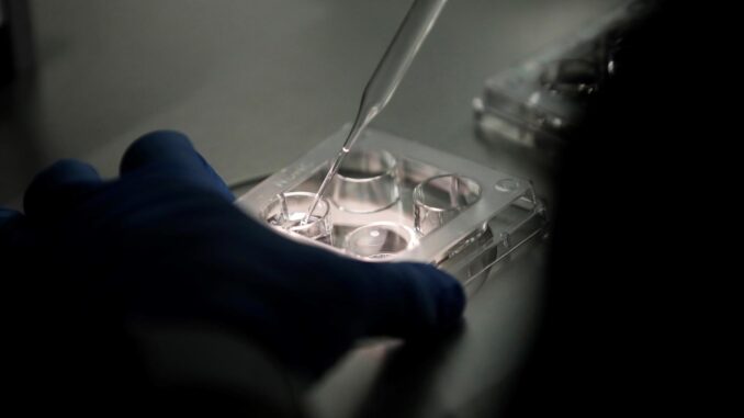 Fotografía de archivo de personal técnico trabajando con óvulos en un laboratorio. EFE/ Bienvenido Velasco
