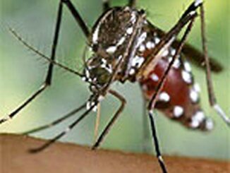 En la imagen de archivo, ejemplar de mosquito tigre (Aedes albopictus). EFE