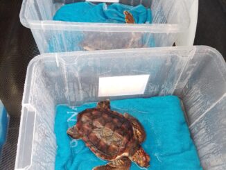 Dos de las cinco tortugas bobas que nacieron a finales de agosto del pasado año en una playa de Marbella (Málaga) y que se encuentran desde esta semana en el zoo Selwo Marina de Benalmádena para fortalecerse antes iniciar su vida en el mar.EFE/Selwo Marina //SOLO USO EDITORIAL/SOLO DISPONIBLE PARA ILUSTRAR LA NOTICIA QUE ACOMPAÑA (CRÉDITO OBLIGATORIO)//