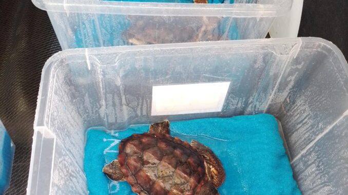 Dos de las cinco tortugas bobas que nacieron a finales de agosto del pasado año en una playa de Marbella (Málaga) y que se encuentran desde esta semana en el zoo Selwo Marina de Benalmádena para fortalecerse antes iniciar su vida en el mar.EFE/Selwo Marina //SOLO USO EDITORIAL/SOLO DISPONIBLE PARA ILUSTRAR LA NOTICIA QUE ACOMPAÑA (CRÉDITO OBLIGATORIO)//
