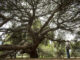 Imagen de un pino centenario en el entorno de Doñana, en una imagen de archivo. EFE / Julián Pérez