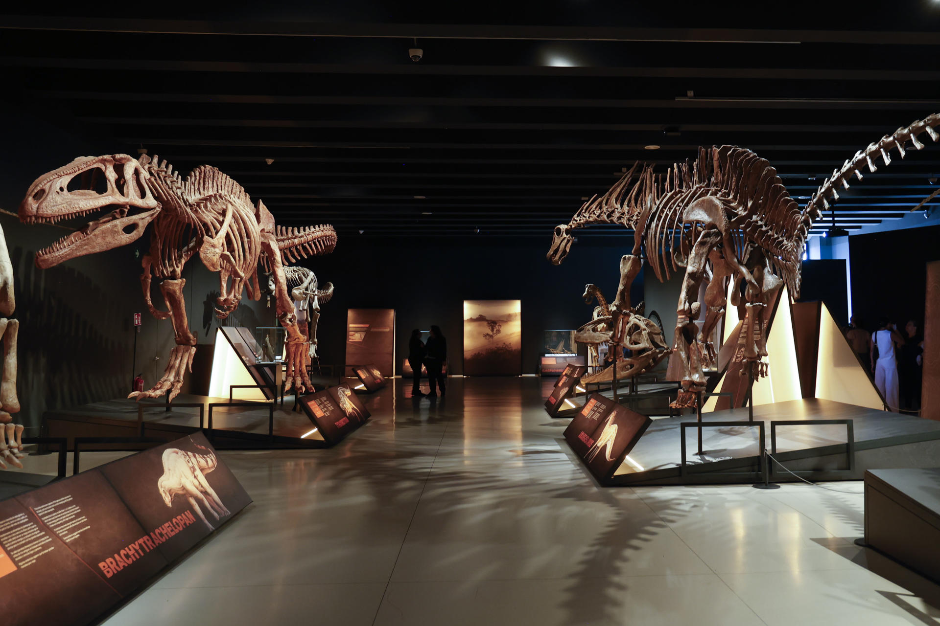 Dos fémures y un húmero del gigantesco 'Patagotitan mayorum', vértebras de un ornitópodo o dientes de saurópodos son algunos de los fósiles que podrán ver los visitantes de la exposición 'Dinosaurios de la Patagonia' que incluye, además, la réplica a escala real de trece especies de estos fascinantes animales. EFE/ Lucía Goñi
