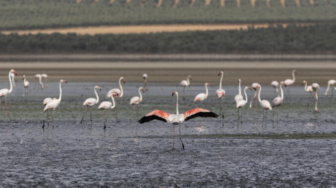 FUENTE DE PIEDRA (MÁLAGA), 20/07/2024.- Un grupo de flamencos en la Laguna de Fuente de Piedra, donde este año no podrá realizarse el tradicional anillamiento de los pollos debido a la sequía. La sequía que sufre la Reserva Natural de Fuente de Piedra, en Málaga, desde hace cinco años ha provocado que en 2024 los miles de flamencos que acuden a este humedal para reproducirse no hayan podido hacerlo por segundo año consecutivo. EFE/ Daniel Pérez
