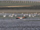 FUENTE DE PIEDRA (MÁLAGA), 20/07/2024.- Un grupo de flamencos en la Laguna de Fuente de Piedra, donde este año no podrá realizarse el tradicional anillamiento de los pollos debido a la sequía. La sequía que sufre la Reserva Natural de Fuente de Piedra, en Málaga, desde hace cinco años ha provocado que en 2024 los miles de flamencos que acuden a este humedal para reproducirse no hayan podido hacerlo por segundo año consecutivo. EFE/ Daniel Pérez