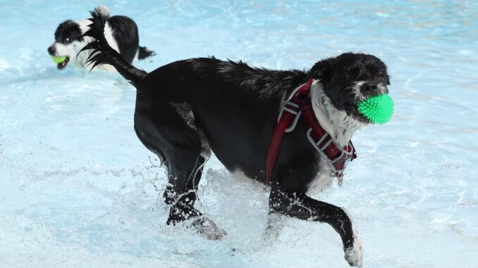 Fotografía de archivo de varios perros en una piscina. EFE/Kiko Huesca
